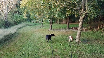 Dog Walking Trail Dog Walking Trail