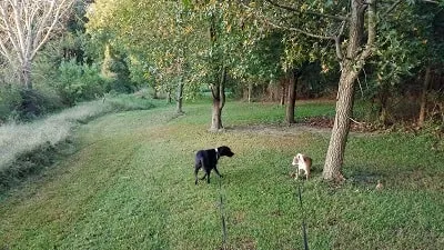 Dog Walking Trail Dog Walking Trail